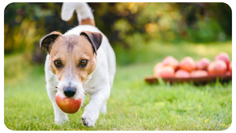 toxic food for dogs apples